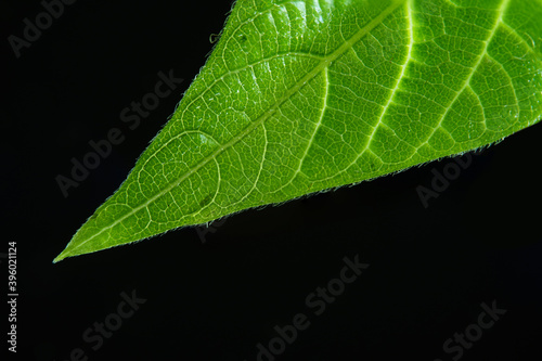 Macro photography. Photographs with a shallow depth of field, the real subject is only a few millimeters long.