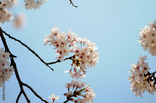 대한민국 인천대공원의 아름다운 벚꽃,복숭아꽃