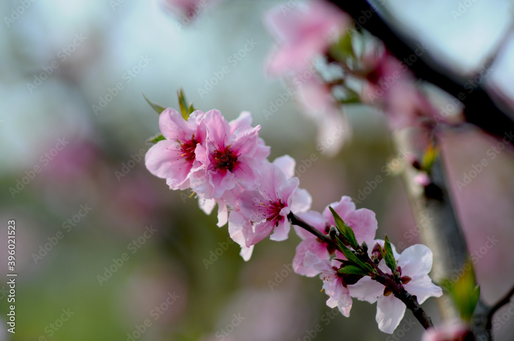 Obraz premium 대한민국 인천대공원의 아름다운 벚꽃,복숭아꽃