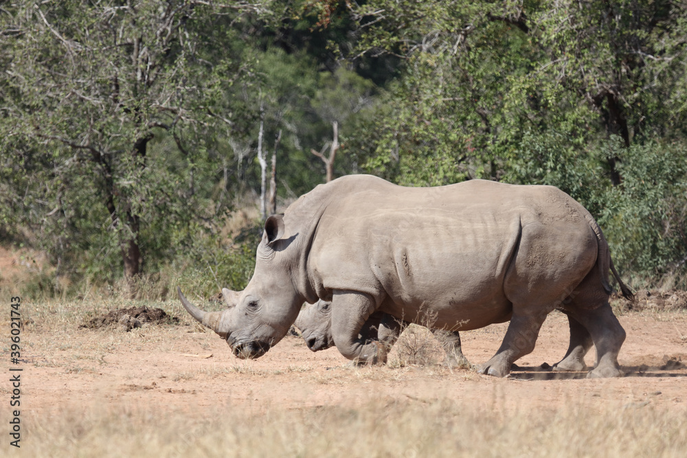 Breitmaulnashorn / Square-lipped rhinoceros / Ceratotherium Simum Breitmaulnashorn / Square-lipped rhinoceros / Ceratotherium Simum