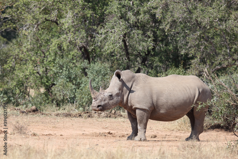 Breitmaulnashorn / Square-lipped rhinoceros / Ceratotherium Simum Breitmaulnashorn / Square-lipped rhinoceros / Ceratotherium Simum