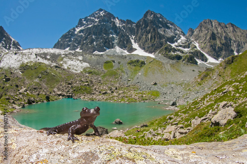 Large alpine salamander (Salamandra lanzai) in its habitat in the italian alps, Italy.