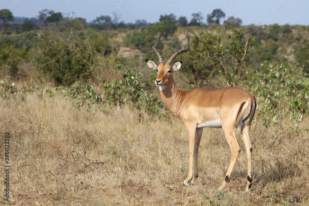 Schwarzfersenantilope / Impala / Aepyceros melampus Schwarzfersenantilope / Impala / Aepyceros melampus