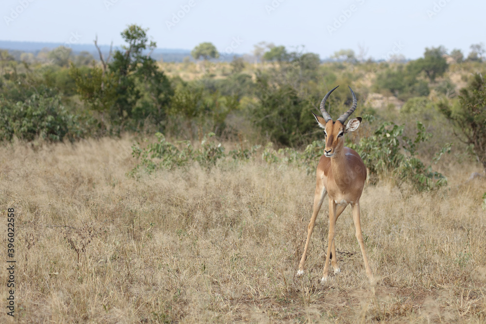 Fototapeta premium Schwarzfersenantilope / Impala / Aepyceros melampus