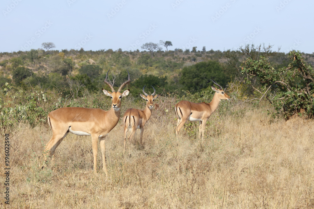 Schwarzfersenantilope / Impala / Aepyceros melampus Schwarzfersenantilope / Impala / Aepyceros melampus