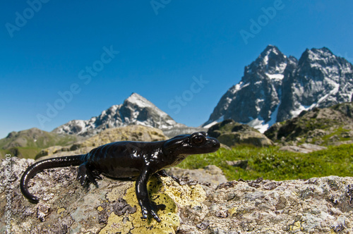Lanza salamander (Salamandra lanzaii) with Monviso in the background, Italy.