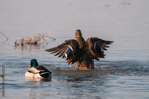 Mallard (Anas platyrhynchos)