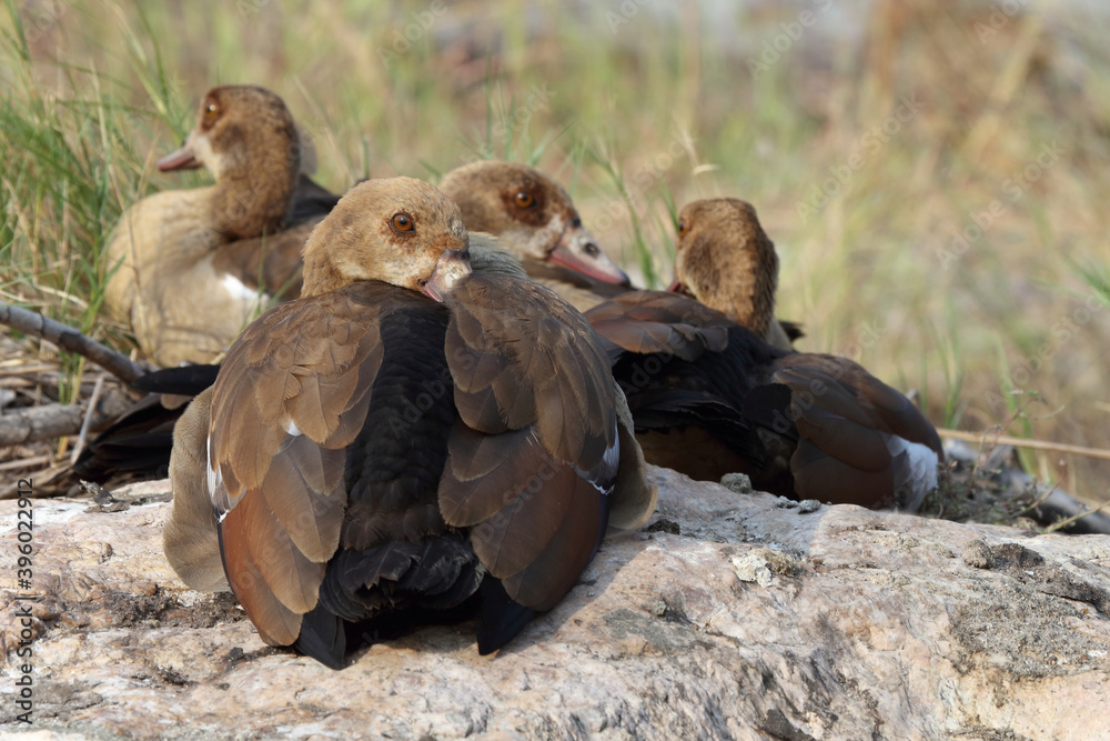 Fototapeta premium Nilgans / Egyptian Goose / Alopochen aegyptiacus..