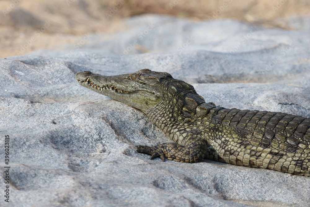 Nilkrokodil / Nile Crocodile / Crocodylus Niloticus Nilkrokodil / Nile Crocodile / Crocodylus Niloticus