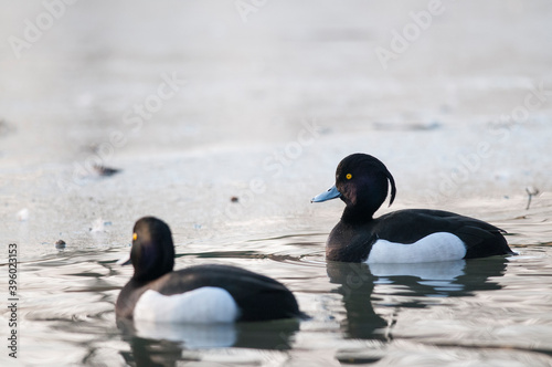 Tufted duck (Aythya fuligula) male. photo