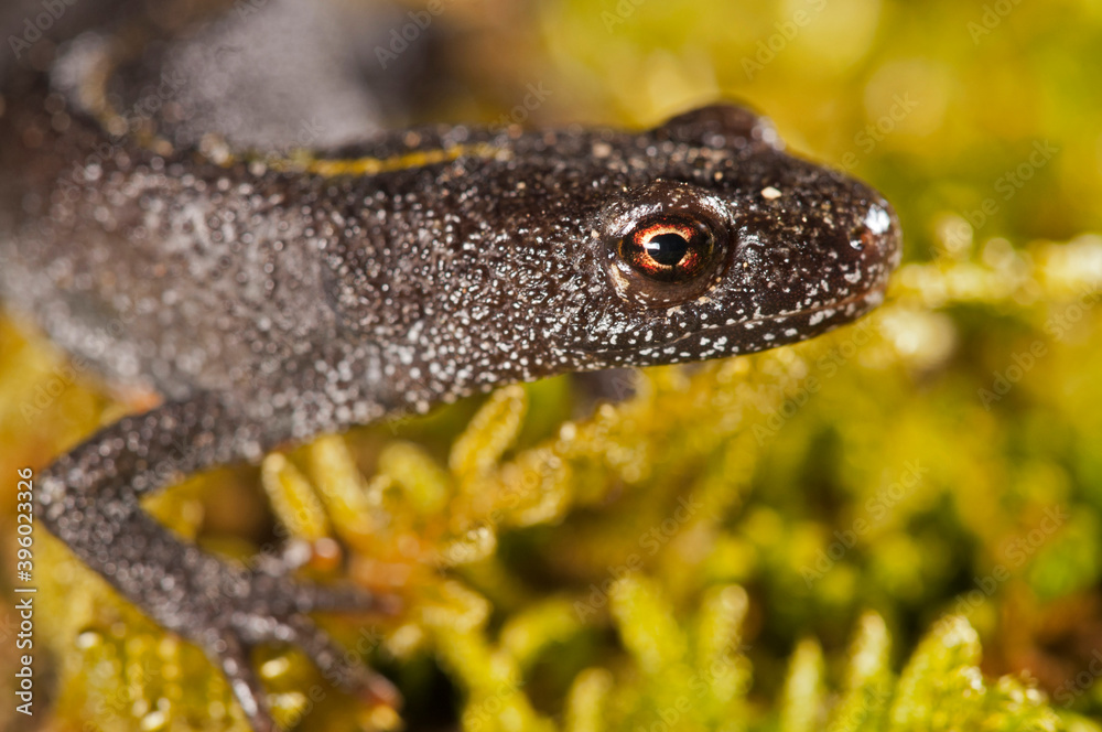 Obraz premium Italian crested newt (Triturus carnifex), Tuscany, Italy.