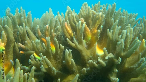 Details of the soft coral polips. Extreme close-up of the soft coral polips on the reef. Natural underwater background. Finger leather coral (Sinularia polydactyla) photo