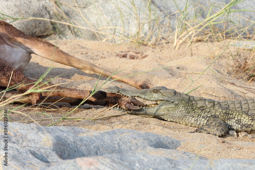 Schwarzfersenantilope und Nilkrokodil / Impala and Nile crocodile / Aepyceros melampus et Crocodylus Niloticus... Schwarzfersenantilope und Nilkrokodil / Impala and Nile crocodile / Aepyceros melampus et Crocodylus Niloticus...