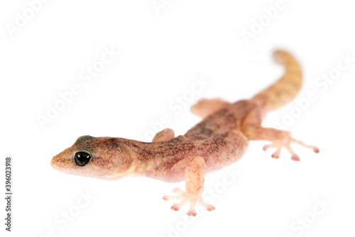 European leaf-toed gecko (Euleptes europaea) with white background.
