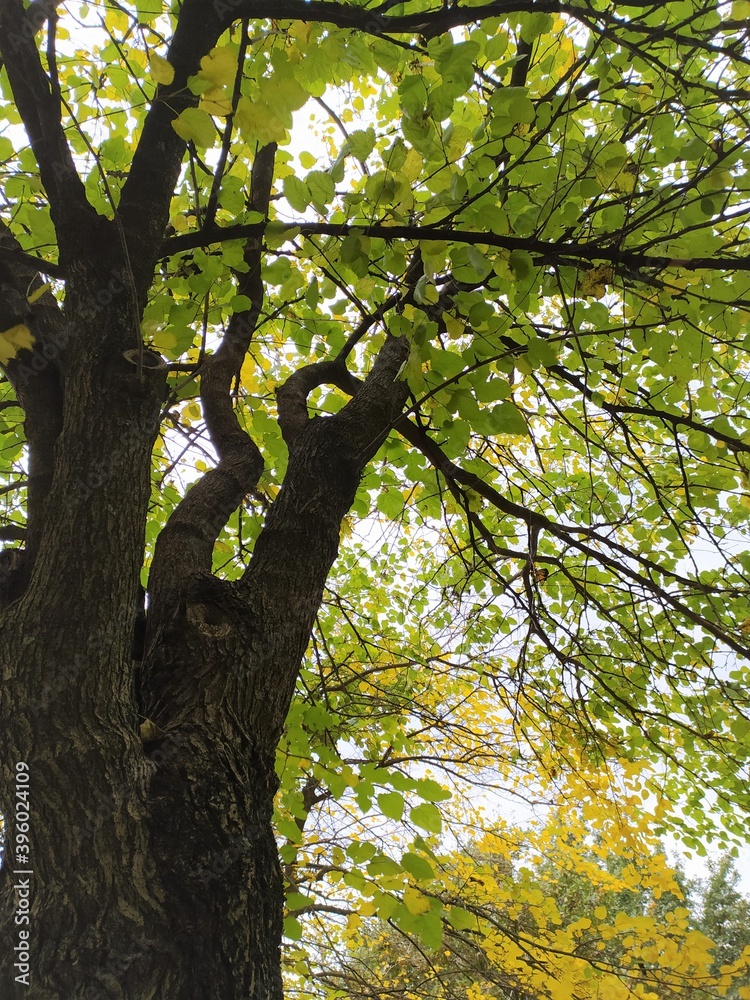 Obraz premium Tree in autumn, isolated. tree with yellow and green leaves against the sky. Autumn natural background