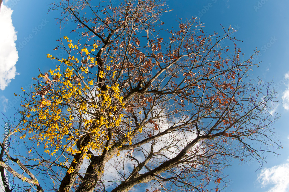 Yellow-berried Mistletoe (Loranthus europaeus) on a tree, Tuscany, Italy. Yellow-berried Mistletoe (Loranthus europaeus) on a tree, Tuscany, Italy.
