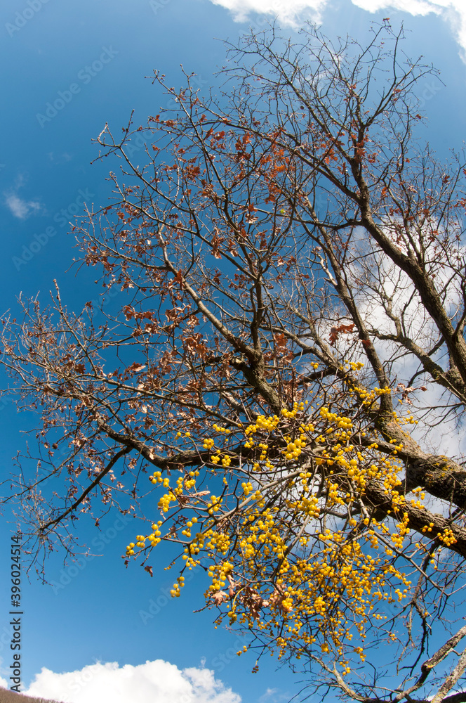 Yellow-berried Mistletoe (Loranthus europaeus) on a tree, Tuscany, Italy. Yellow-berried Mistletoe (Loranthus europaeus) on a tree, Tuscany, Italy.