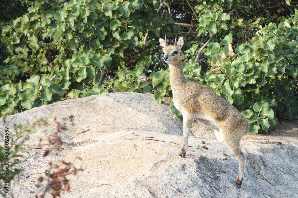 Klippspringer / Klipspringer / Oreotragus oreotragus Klippspringer / Klipspringer / Oreotragus oreotragus