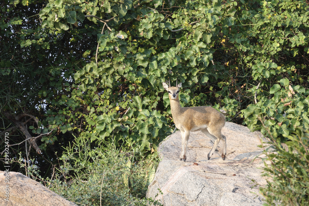 Klippspringer / Klipspringer / Oreotragus oreotragus Klippspringer / Klipspringer / Oreotragus oreotragus