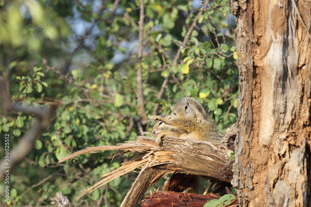 Ockerfußbuschhörnchen / Tree squirrel / Paraxerus Cepapi