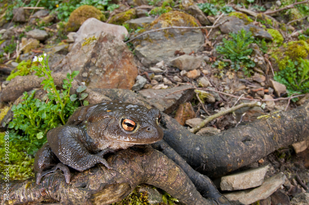 Common toad (Bufo bufo) in its habitat, Cinque Terre National Park, Italy. Common toad (Bufo bufo) in its habitat, Cinque Terre National Park, Italy.