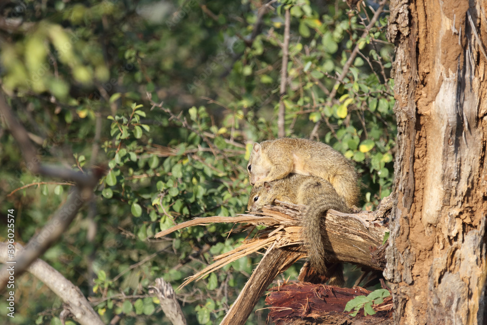 Ockerfußbuschhörnchen / Tree squirrel / Paraxerus Cepapi Ockerfußbuschhörnchen / Tree squirrel / Paraxerus Cepapi