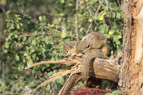 Ockerfußbuschhörnchen / Tree squirrel / Paraxerus Cepapi