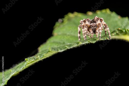 Gibbaranea omoeda (Orb-weaver spider) on a leaf, Liguria, Italy 