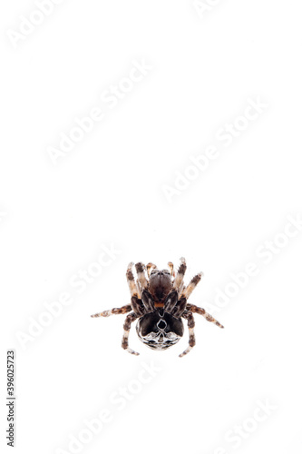 Gibbaranea omoeda (Orb-weaver spider) on white background, Italy. photo