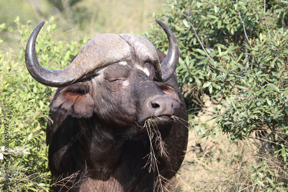 Kaffernbüffel / Buffalo / Syncerus caffer Kaffernbüffel / Buffalo / Syncerus caffer