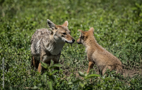 Tanzania Jackal with cub in Ngorongoro Crater