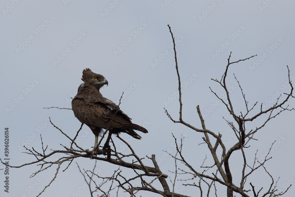 Einfarb-Schlangenadler / Brown snake-eagle / Circaetus cinereus Einfarb-Schlangenadler / Brown snake-eagle / Circaetus cinereus
