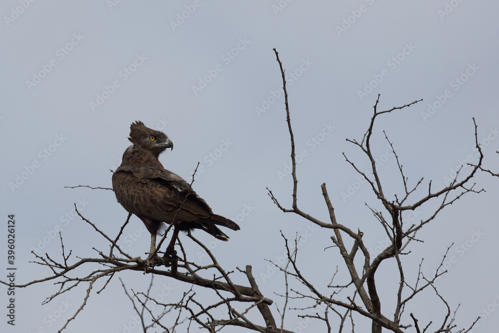 Einfarb-Schlangenadler / Brown snake-eagle / Circaetus cinereus Einfarb-Schlangenadler / Brown snake-eagle / Circaetus cinereus