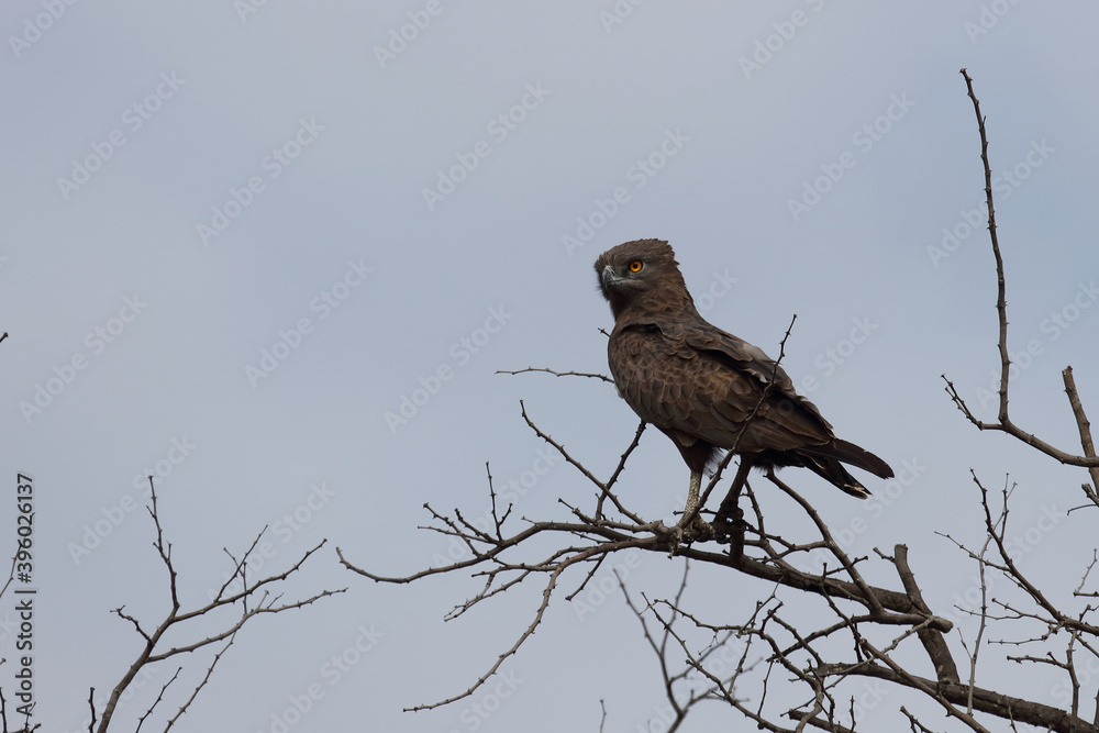 Einfarb-Schlangenadler / Brown snake-eagle / Circaetus cinereus Einfarb-Schlangenadler / Brown snake-eagle / Circaetus cinereus