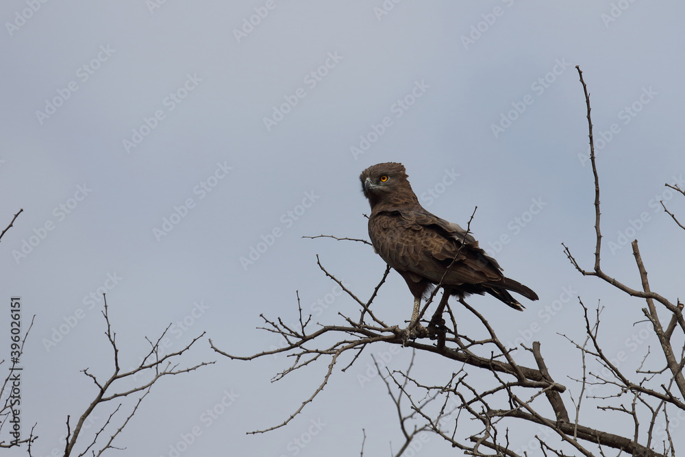 Einfarb-Schlangenadler / Brown snake-eagle / Circaetus cinereus Einfarb-Schlangenadler / Brown snake-eagle / Circaetus cinereus