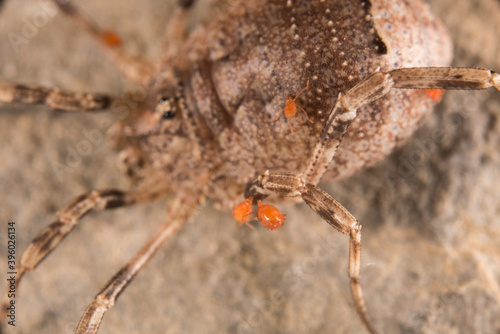 Quadro em tela Mites on harvestman (Opiliones)