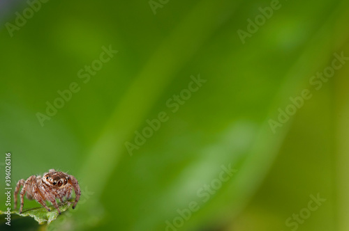Jumping spider (Evarcha jucunda).