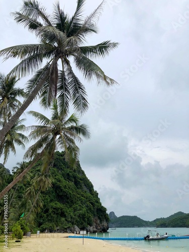 beach with palm trees