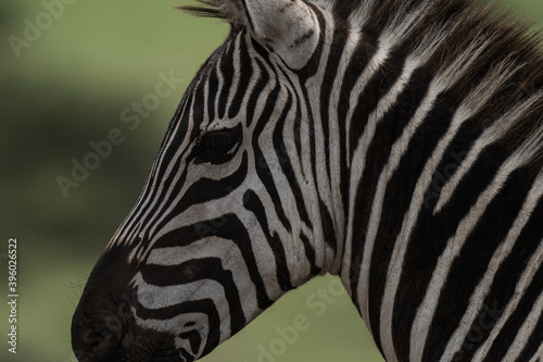 Close up portrait of zebra in Tanzania game park