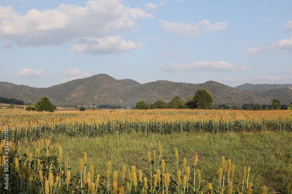 Obraz premium field of wheat and mountains