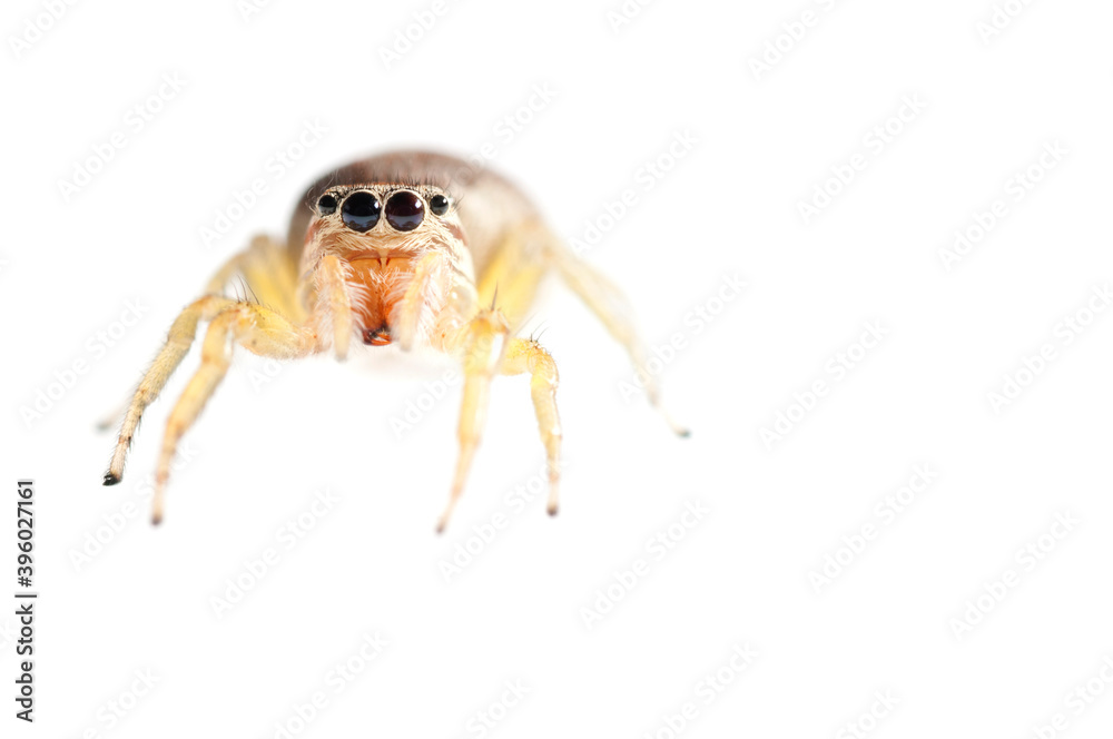 Jumping spider (Icius sp.) female on white background