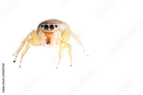 Jumping spider (Icius sp.) female on white background