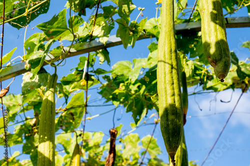 zucchini vegetable on blue sky background