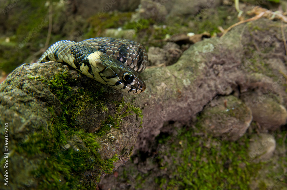 Naklejka premium Barred grass snake (Natrix helvetica) in its habitat, Tuscany, Italy.