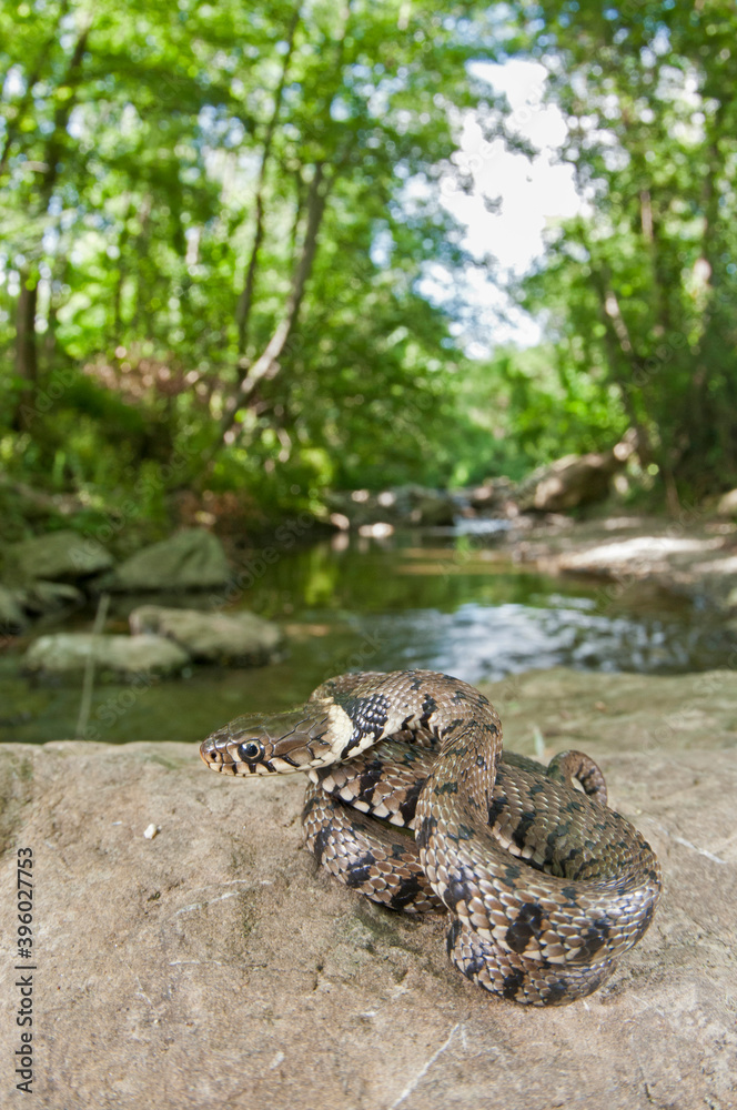 Fototapeta premium Barred grass snake (Natrix helvetica) in its habitat, Tuscany, Italy.