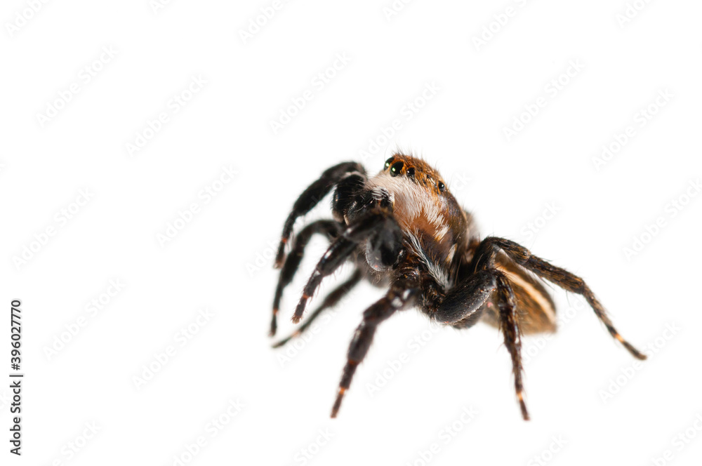 Jumping spider (Phlegra bresnieri) on white background. Jumping spider (Phlegra bresnieri) on white background.