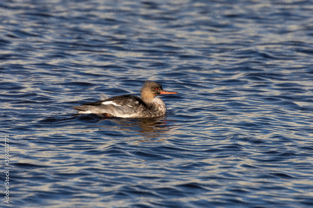 Younger red breasted merganser on Michigan lake Younger red breasted merganser on Michigan lake