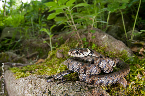 Barred grass snake (Natrix helvetica) in its habitat, Tuscany, Italy.