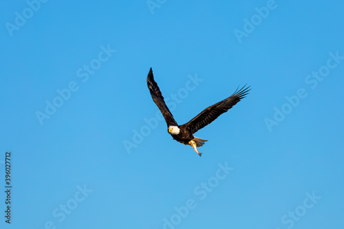 Bal eagle with caught fish scene from lake Michigan