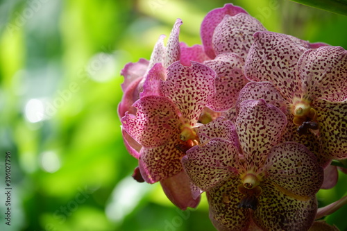 Anggrek Vanda Totol Ungu, Purple Vanda Orchid with dotted combination that grows in a garden isolated blur background - orchid theme wallpaper , out of focus